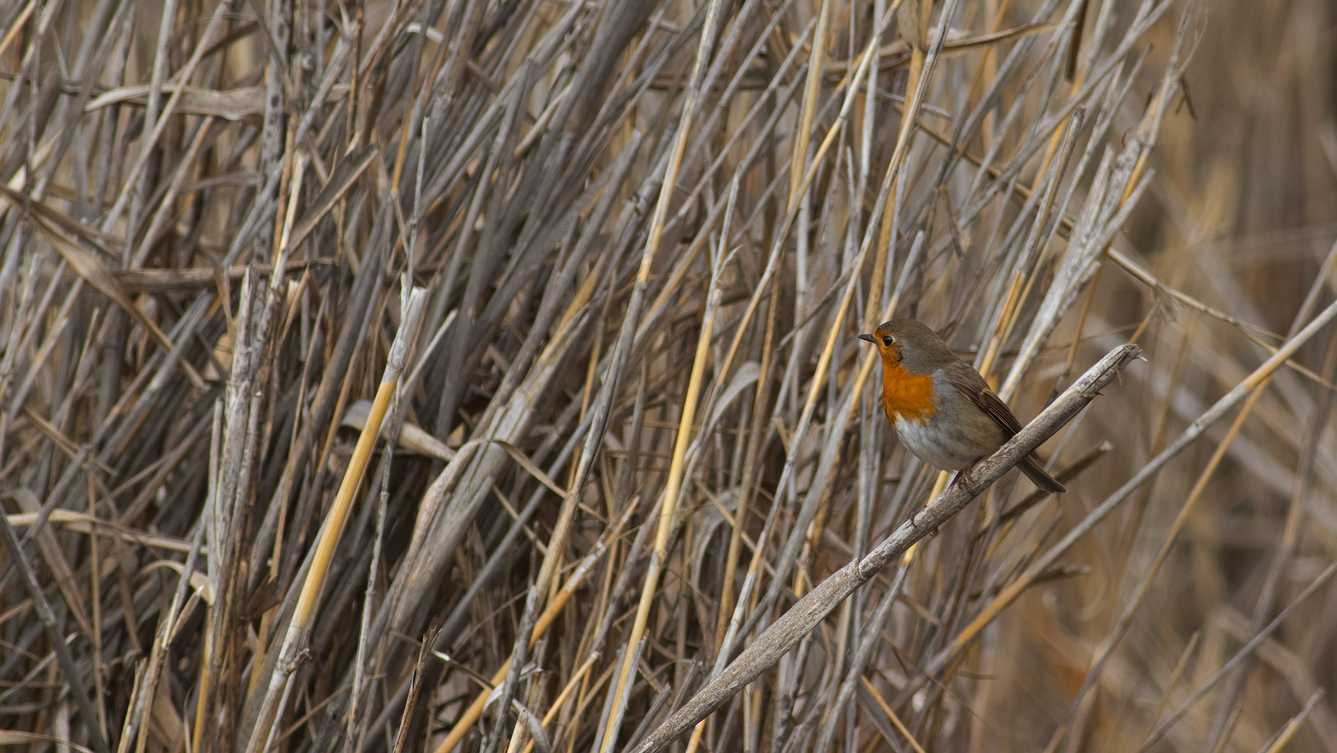 European Robin